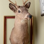 Deer Head On Wall