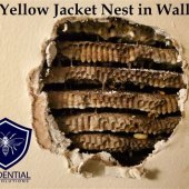 How To Get Rid Of Yellow Jackets In The Wall