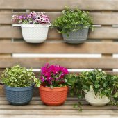 What To Plant In Wall Baskets